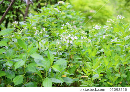 Hydrangea flower Sumida fireworks 95098236