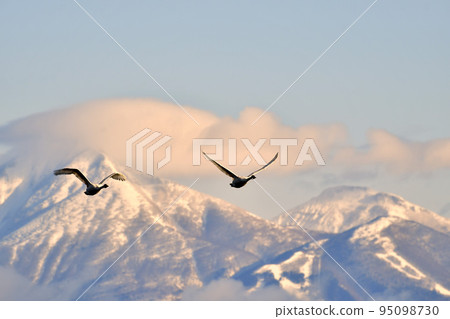 Swan in Lake Inawashiro 95098730