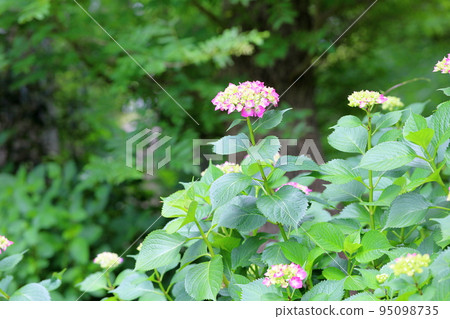 hydrangea flower 95098735