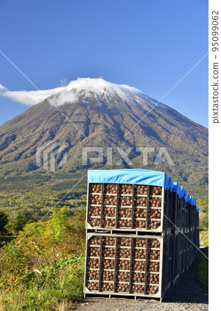 拍攝北海道京極町秋天開始收穫的洋蔥田的景色 95099062