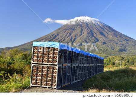 拍攝北海道京極町秋天開始收穫的洋蔥田的景色 95099063