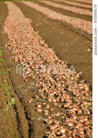 拍攝北海道京極町秋天開始收穫的洋蔥田的景色 95099079