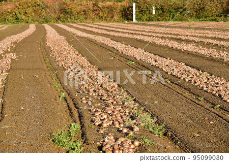 Photographing the scenery of the onion field where the harvest has begun in Kyogoku-cho, Hokkaido in autumn 95099080