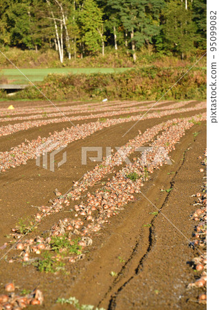 拍攝北海道京極町秋天開始收穫的洋蔥田的景色 95099082