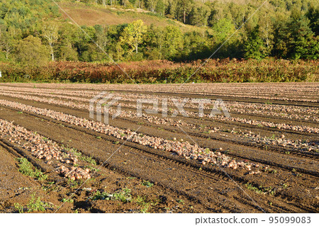 Photographing the scenery of the onion field where the harvest has begun in Kyogoku-cho, Hokkaido in autumn Photographing the scenery of the onion field where the harvest has begun in Kyogoku-cho, Hokkaido in autumn 95099083