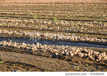 Photographing the scenery of the onion field where the harvest has begun in Kyogoku-cho, Hokkaido in autumn Photographing the scenery of the onion field where the harvest has begun in Kyogoku-cho, Hokkaido in autumn 95099084