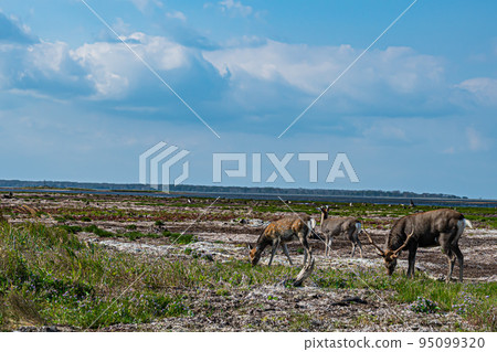 Scenery of the Noshi peninsula 95099320