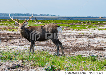 Scenery of the Noshi peninsula 95099321