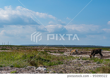 Noshi半島的風景 95099322