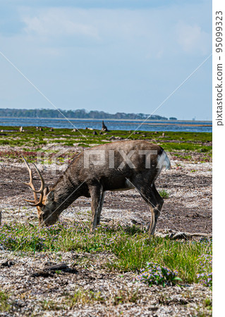 Noshi半島的風景 95099323