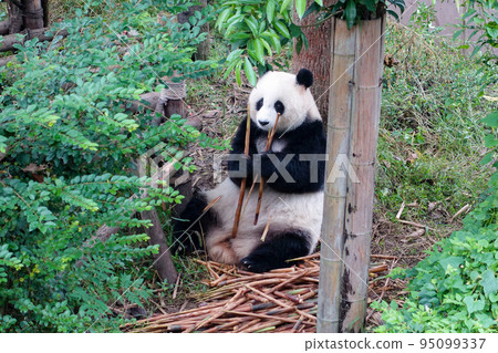 中國成都大貓熊繁育研究基地的熊貓 95099337