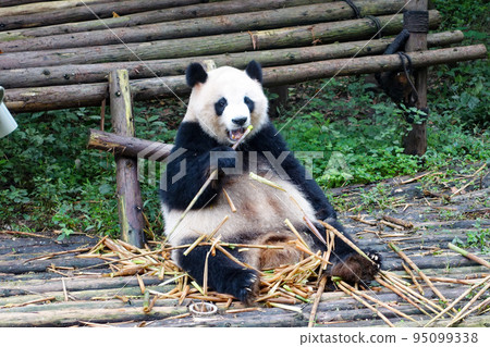 Pandas at Chengdu Big Cat and Bear Breeding Research Base, China 95099338