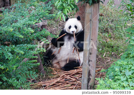 Pandas at Chengdu Big Cat and Bear Breeding Research Base, China Pandas at Chengdu Big Cat and Bear Breeding Research Base, China 95099339