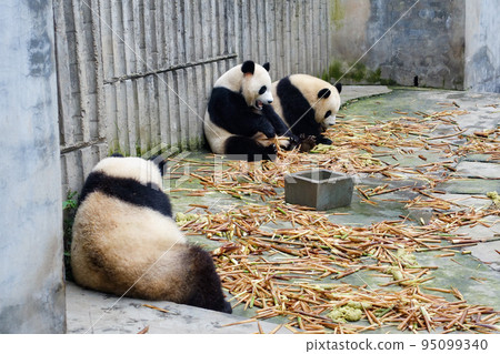 Pandas at Chengdu Big Cat and Bear Breeding Research Base, China Pandas at Chengdu Big Cat and Bear Breeding Research Base, China 95099340