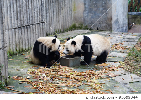 Pandas at Chengdu Big Cat and Bear Breeding Research Base, China Pandas at Chengdu Big Cat and Bear Breeding Research Base, China 95099344