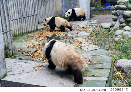 Pandas at Chengdu Big Cat and Bear Breeding Research Base, China Pandas at Chengdu Big Cat and Bear Breeding Research Base, China 95099345