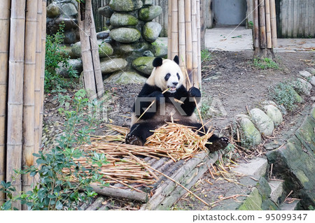 中國成都大貓熊繁育研究基地的熊貓 95099347