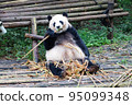 中國成都大貓熊繁育研究基地的熊貓 95099348