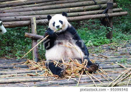 中國成都大貓熊繁育研究基地的熊貓 中國成都大貓熊繁育研究基地的熊貓 95099348