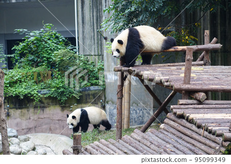 中國成都大貓熊繁育研究基地的熊貓 中國成都大貓熊繁育研究基地的熊貓 95099349