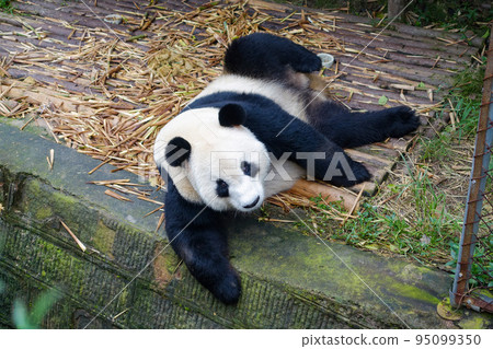 中國成都大貓熊繁育研究基地的熊貓 中國成都大貓熊繁育研究基地的熊貓 95099350