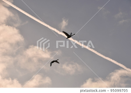 Swan in Lake Inawashiro 95099705