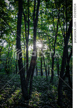 Scenery of Kushiro Marsh 95099934