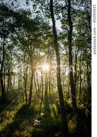 Scenery of Kushiro Marsh 95099943