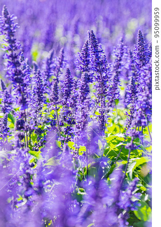 Scenery of Takino Suzuran Park Scenery of Takino Suzuran Park 95099959