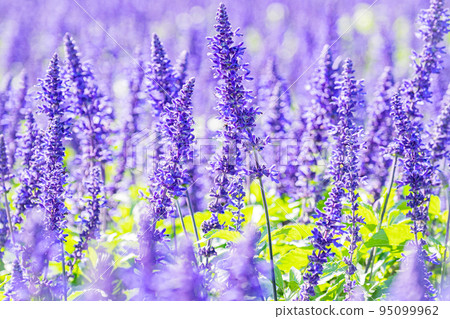 Scenery of Takino Suzuran Park 95099962