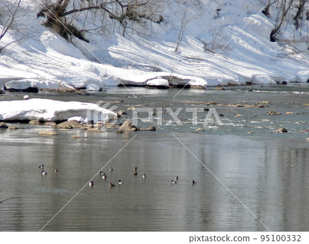 Ducks spending the winter in the snowy Shiribetsu River Ducks spending the winter in the snowy Shiribetsu River 95100332
