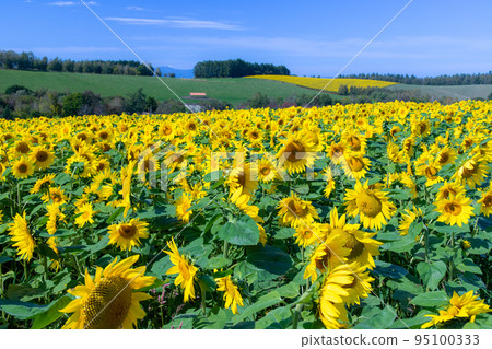 Sunflower field and hills of Biei Sunflower field and hills of Biei 95100333