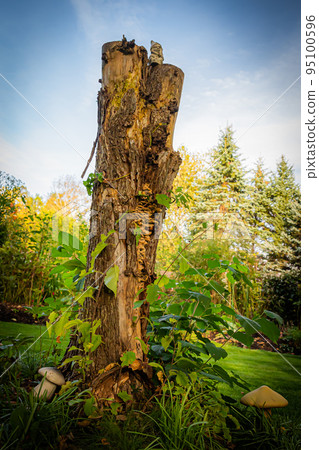 北海道秋天的花園 95100596