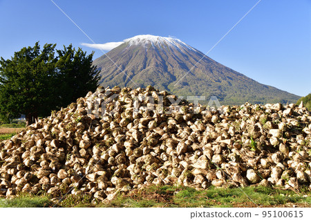Shoot the scenery of Mt. Yotei with the first snow and harvested beets in Kyogoku-cho, Hokkaido in autumn Shoot the scenery of Mt. Yotei with the first snow and harvested beets in Kyogoku-cho, Hokkaido in autumn 95100615