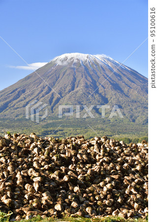 秋天在北海道京極町拍攝初雪和收穫的甜菜的羊蹄山風景 95100616