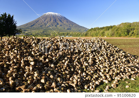 Shoot the scenery of Mt. Yotei with the first snow and harvested beets in Kyogoku-cho, Hokkaido in autumn Shoot the scenery of Mt. Yotei with the first snow and harvested beets in Kyogoku-cho, Hokkaido in autumn 95100620