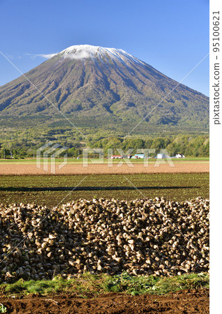 Shoot the scenery of Mt. Yotei with the first snow and harvested beets in Kyogoku-cho, Hokkaido in autumn 95100621