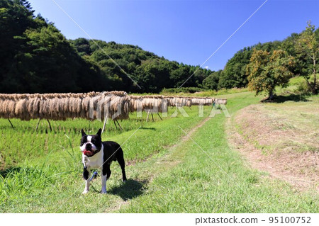 2022Mighty,一隻可愛的波士頓梗犬,在日本最幸福的小鎮鳩山的藍天下,對飯架和柿子生長的農家路感到滿意。 2022Mighty,一隻可愛的波士頓梗犬,在日本最幸福的小鎮鳩山的藍天下,對飯架和柿子生長的農家路感到滿意。 95100752