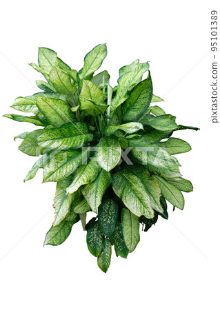 Dieffenbachia seguine 95101389