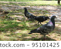 鴿子在公園裡散步 95101425