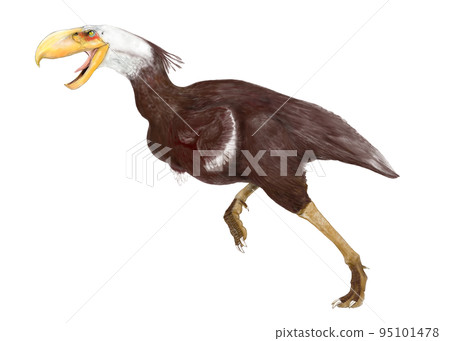 一種古老的巨鳥，最大的恐怖鳥 Kelenken 95101478