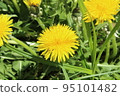 黃色的蒲公英 95101482