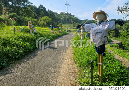 奈良飛鳥村稻淵梯田稻草人路 95101601