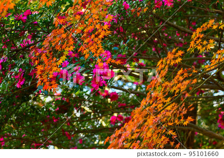 秋葉和山花 秋葉和山花 95101660