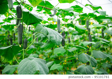 Closeup of fresh green vegetables ripening in glasshouse Closeup of fresh green vegetables ripening in glasshouse 95101781