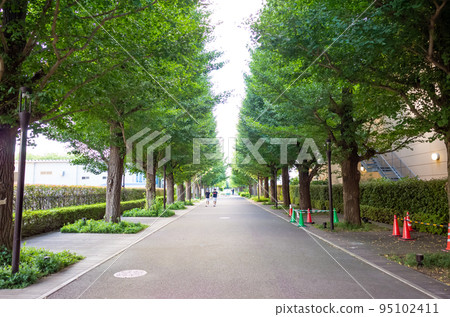 [Japan] Tokyo, tree-lined street with green leaves in early summer 95102411