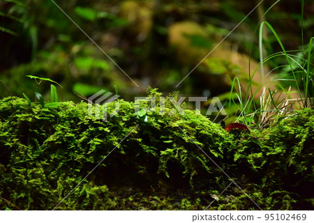 A small plant 95102469