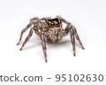 Spider isolated on white background. 95102630