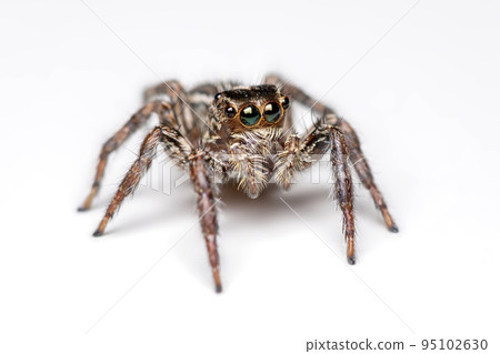 Spider isolated on white background. 95102630