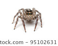 Spider isolated on white background. 95102631